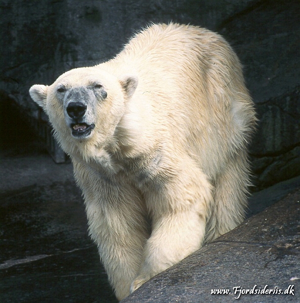 Zoo KBH 1998 0015.JPG